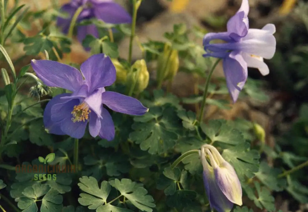 Aquilegia Saximontana Seeds For Gardening Enthusiasts - Perfect Lengthy Blooms And Stunning Gardens