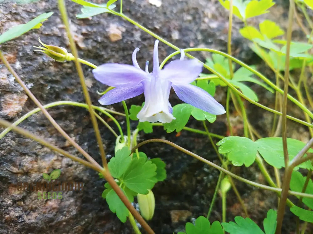 Aquilegia Saximontana Seeds For Gardening Enthusiasts - Perfect Lengthy Blooms And Stunning Gardens