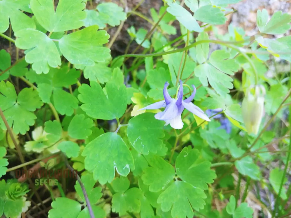 Aquilegia Saximontana Seeds For Gardening Enthusiasts - Perfect Lengthy Blooms And Stunning Gardens