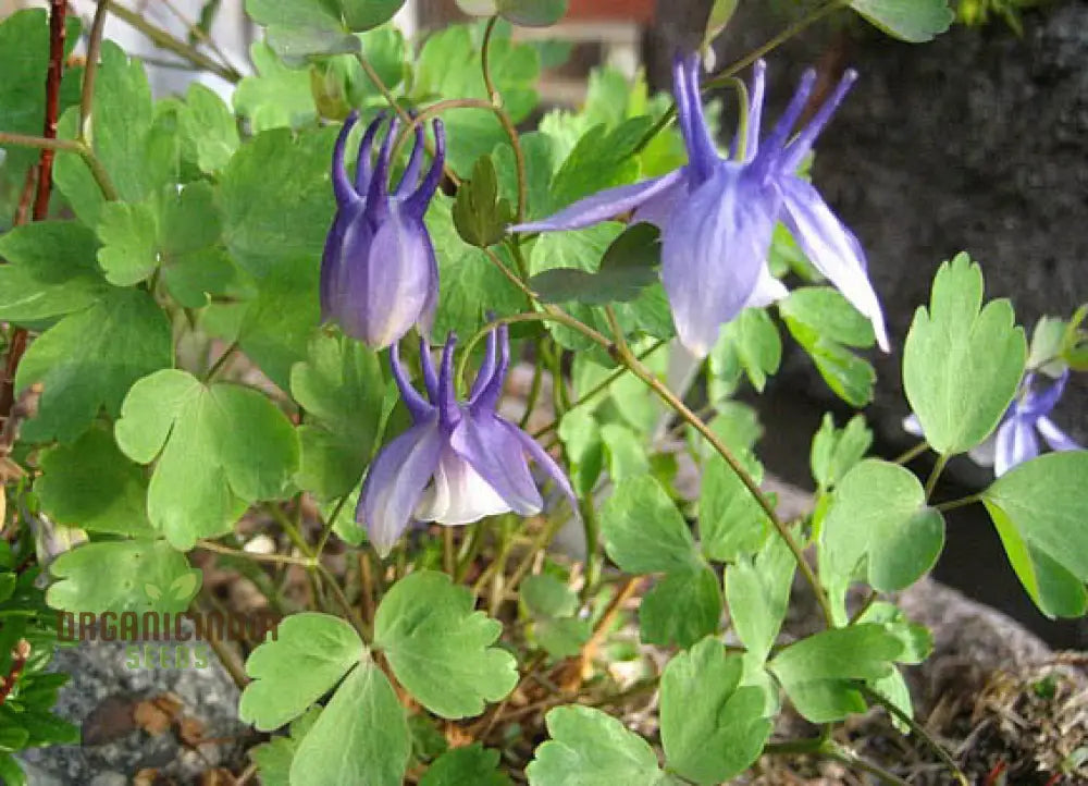 Aquilegia Saximontana Seeds For Gardening Enthusiasts - Perfect Lengthy Blooms And Stunning Gardens