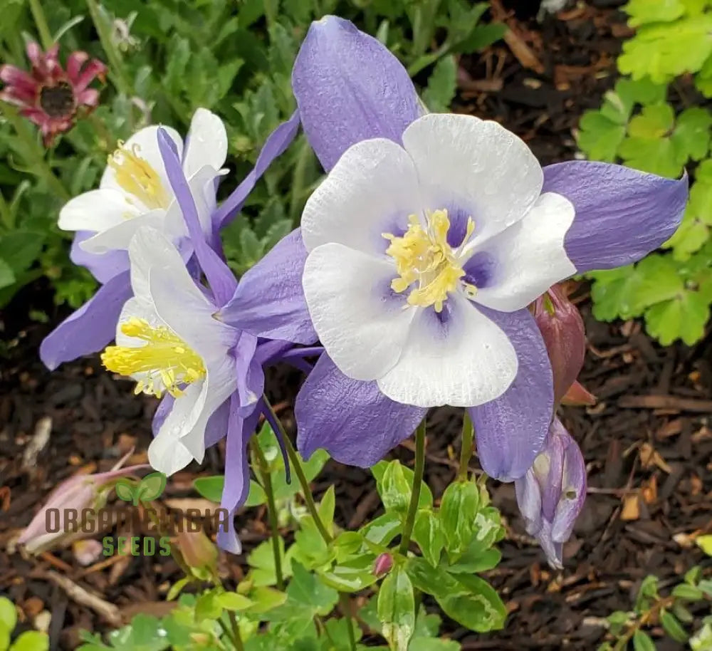 Aquilegia Saximontana Seeds For Gardening Enthusiasts - Perfect Lengthy Blooms And Stunning Gardens