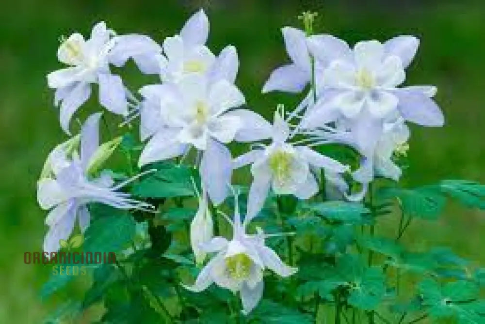 Aquilegia ’Starburst Mixed’ Seeds For Gardening Enthusiasts - Rare Perennial Flower Beautiful