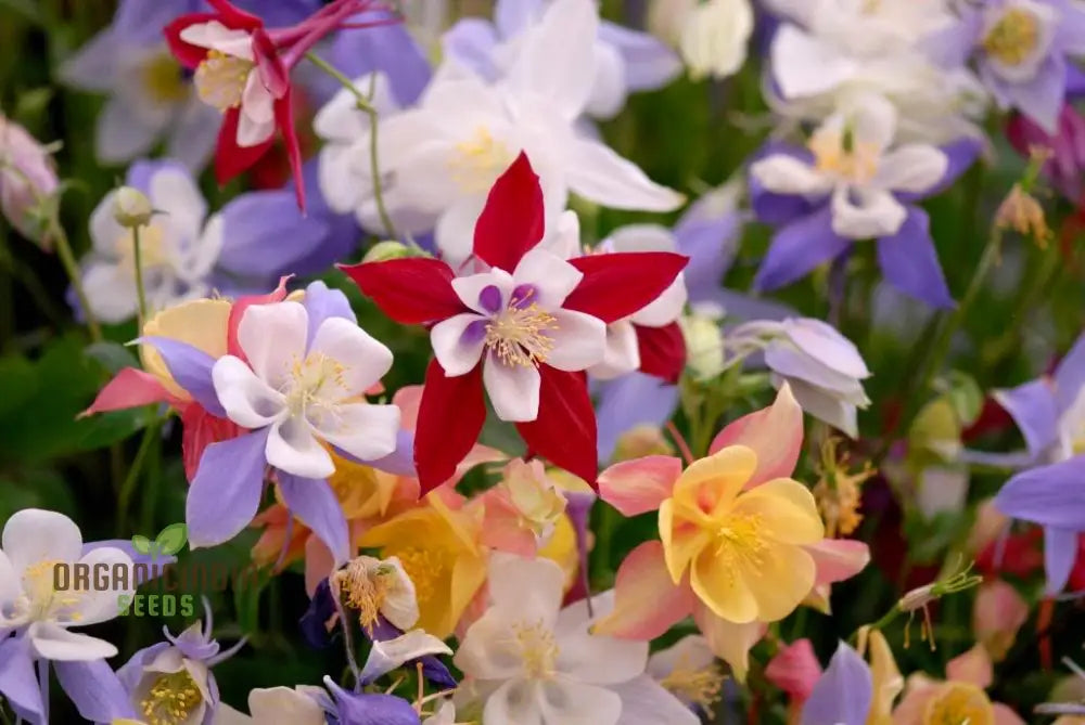 Aquilegia ’Starburst Mixed’ Seeds For Gardening Enthusiasts - Rare Perennial Flower Beautiful