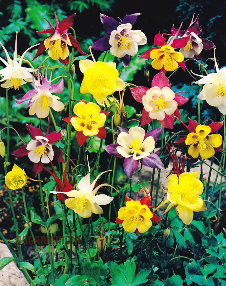 Aquilegia ’Starburst Mixed’ Seeds For Gardening Enthusiasts - Rare Perennial Flower Beautiful