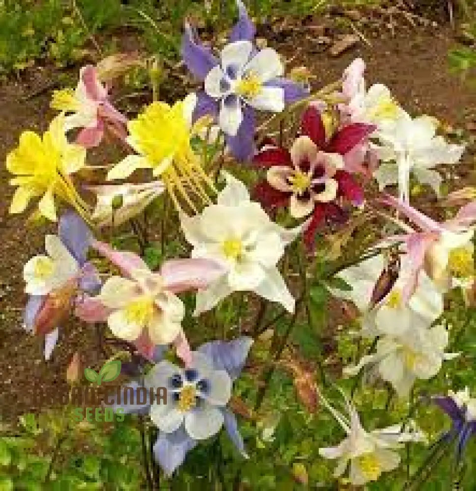 Aquilegia ’Starburst Mixed’ Seeds For Gardening Enthusiasts - Rare Perennial Flower Beautiful