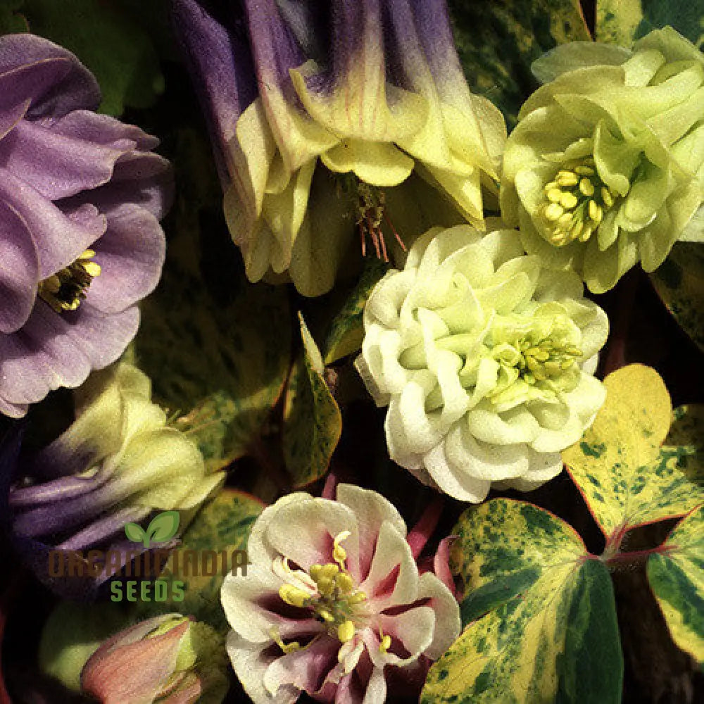 Aquilegia Vulgaris ’Alchemist’s Gold’ Seeds - Exquisite Gardening Perennials For Beautiful Blooms