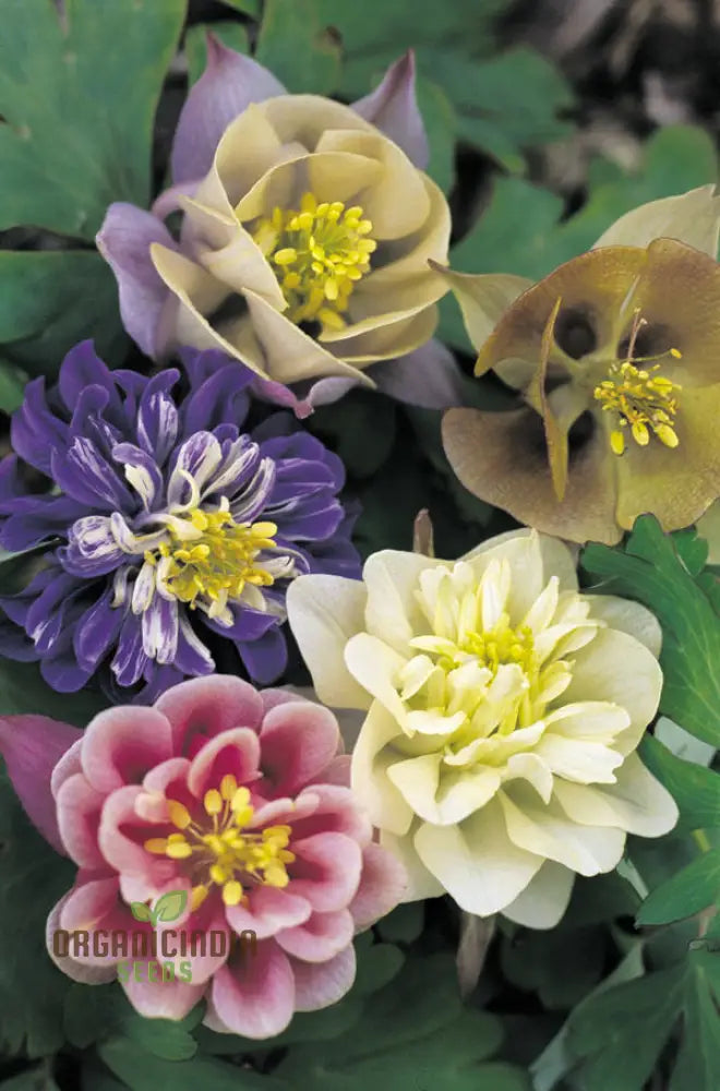 Aquilegia Vulgaris ’Alchemist’s Gold’ Seeds - Exquisite Gardening Perennials For Beautiful Blooms