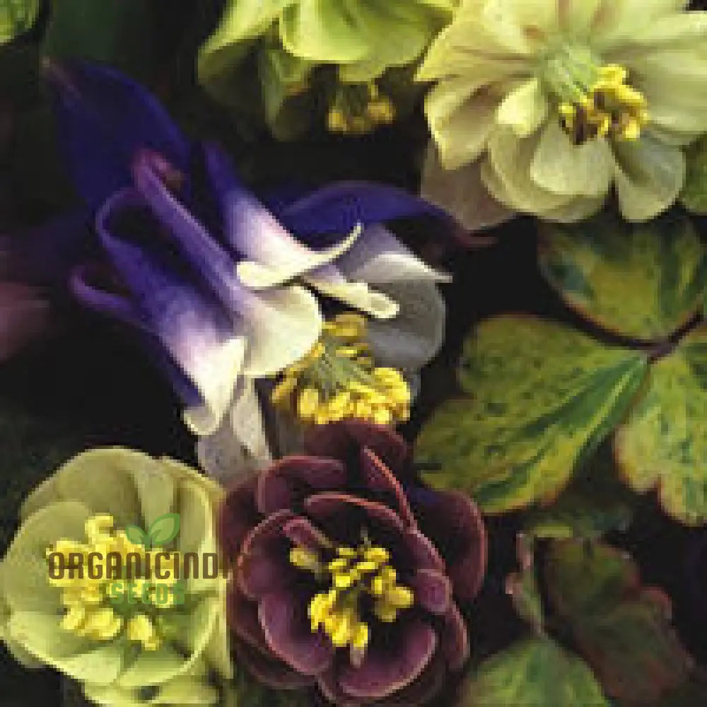 Aquilegia Vulgaris ’Alchemist’s Gold’ Seeds - Exquisite Gardening Perennials For Beautiful Blooms