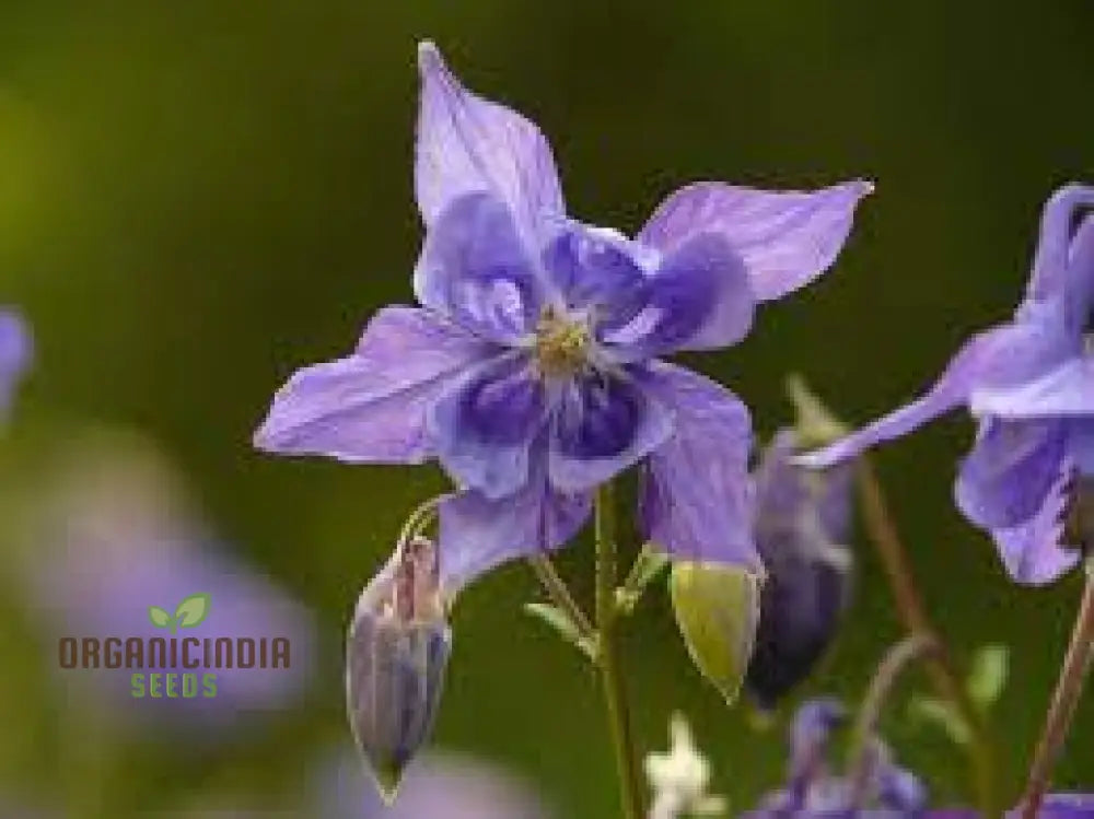 Aquilegia Vulgaris ’Blue Flamingo’ Seeds - Gardening Perennial Flower Seed For Home Garden Planting