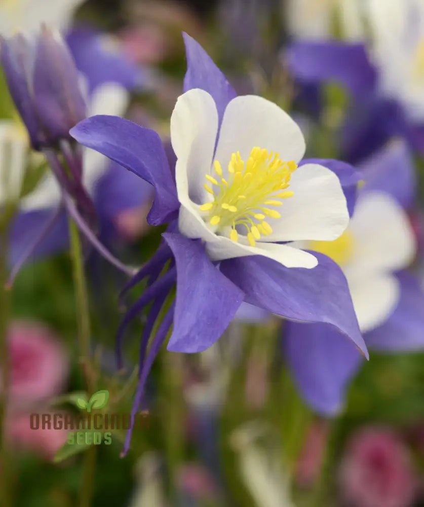 Aquilegia Vulgaris ’Blue Flamingo’ Seeds - Gardening Perennial Flower Seed For Home Garden Planting