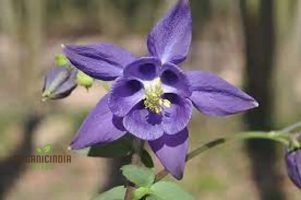 Aquilegia Vulgaris ’Blue Flamingo’ Seeds - Gardening Perennial Flower Seed For Home Garden Planting