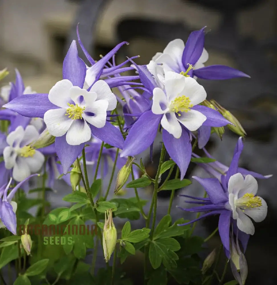 Aquilegia Vulgaris ’Blue Flamingo’ Seeds - Gardening Perennial Flower Seed For Home Garden Planting