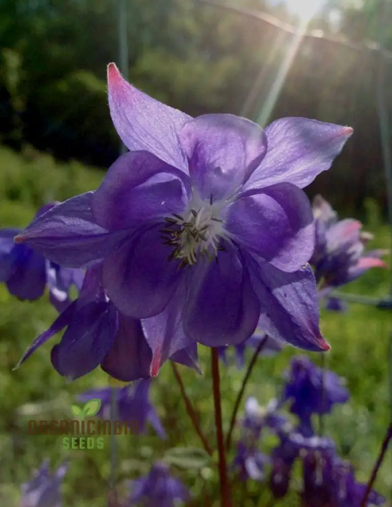 Aquilegia Vulgaris ’Blue Flamingo’ Seeds - Gardening Perennial Flower Seed For Home Garden Planting