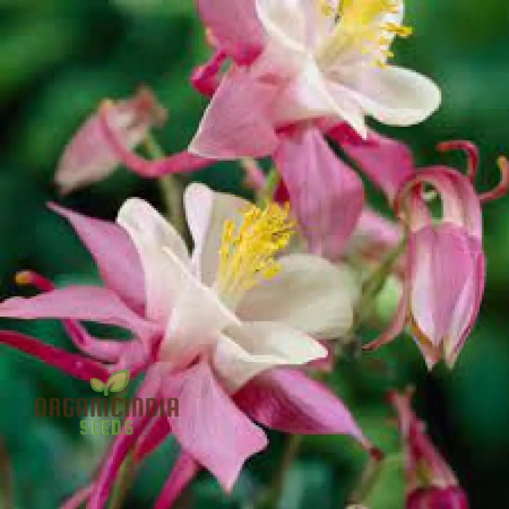 Aquilegia Vulgaris ’Burnished Rose’ Seeds For Gardening - Premium Quality Beautiful Blooms