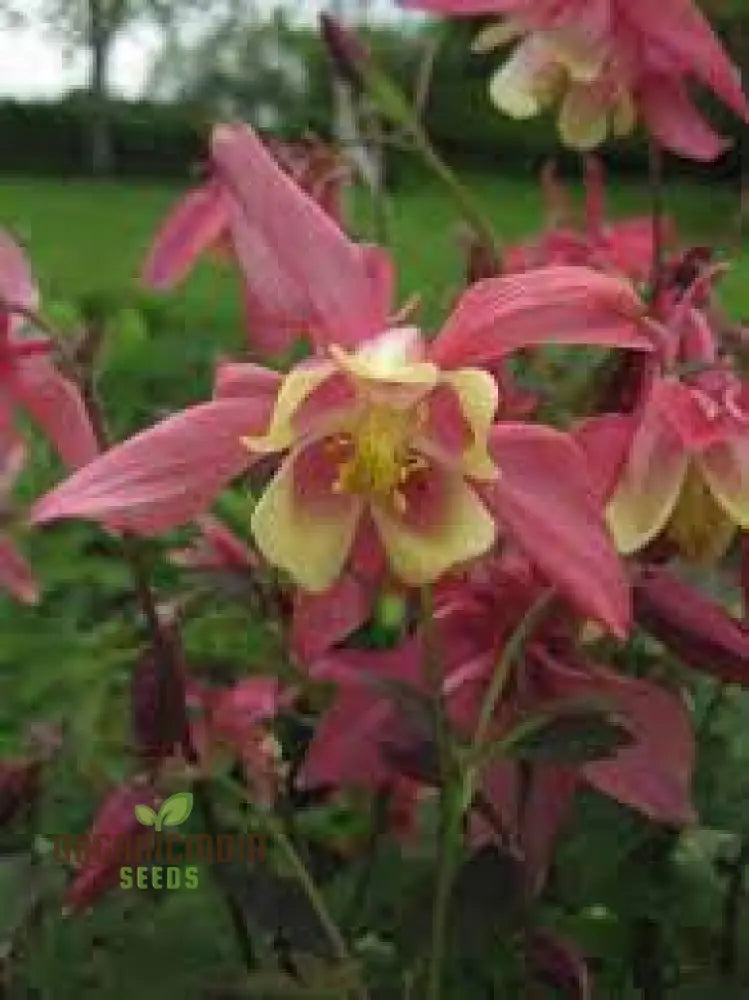 Aquilegia Vulgaris ’Burnished Rose’ Seeds For Gardening - Premium Quality Beautiful Blooms