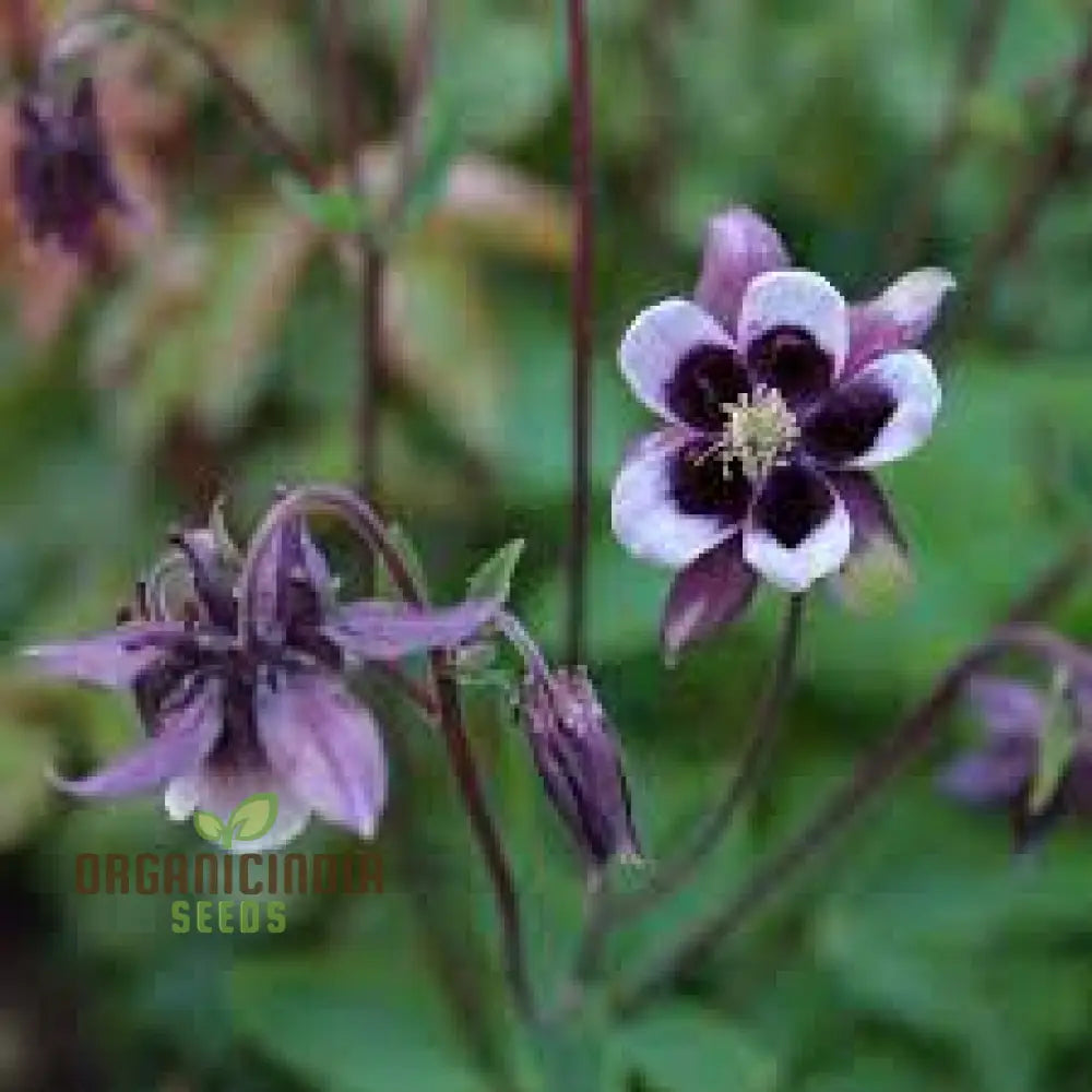 Aquilegia Vulgaris ’Kurdistanica’ Seeds - Perfect For Gardening Enthusiasts Stunning Lengthy Blooms