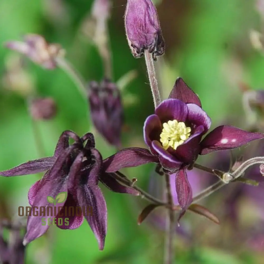 Aquilegia Vulgaris ’Kurdistanica’ Seeds - Perfect For Gardening Enthusiasts Stunning Lengthy Blooms