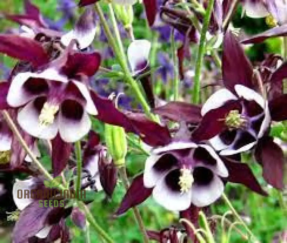 Aquilegia Vulgaris ’Kurdistanica’ Seeds - Perfect For Gardening Enthusiasts Stunning Lengthy Blooms