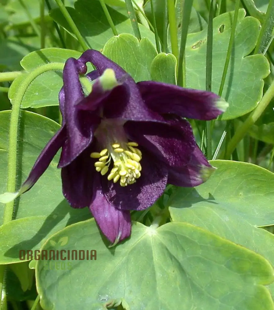 Aquilegia Vulgaris ’Kurdistanica’ Seeds - Perfect For Gardening Enthusiasts Stunning Lengthy Blooms