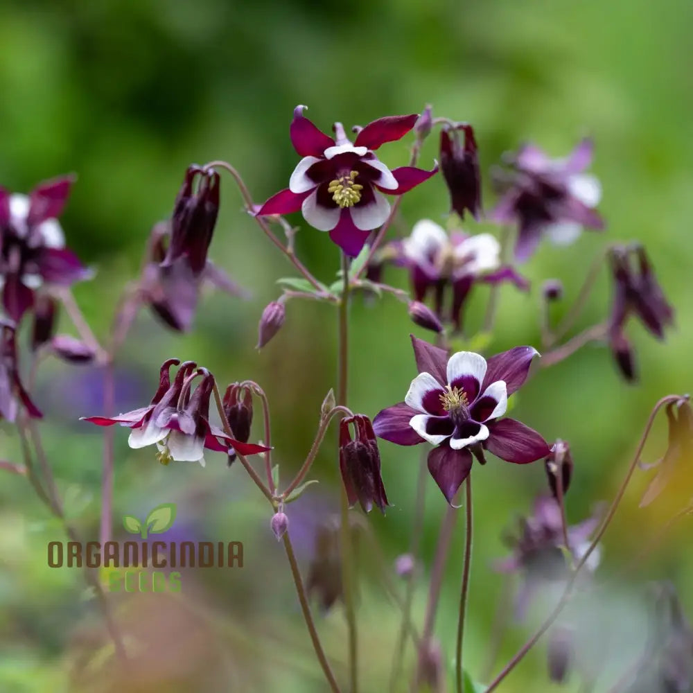 Aquilegia Vulgaris ’Kurdistanica’ Seeds - Perfect For Gardening Enthusiasts Stunning Lengthy Blooms