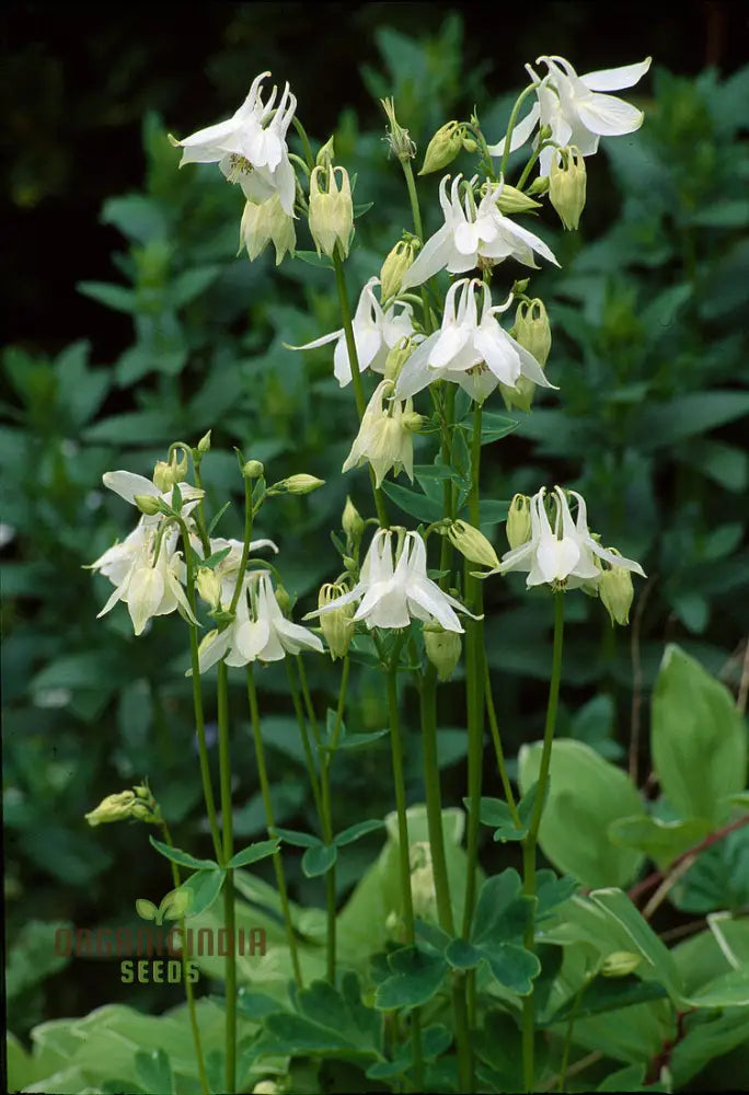 Aquilegia Vulgaris ’Mellow Yellow Shades’ Seeds - Gardening Delight Easy To Grow Perennial Flowers