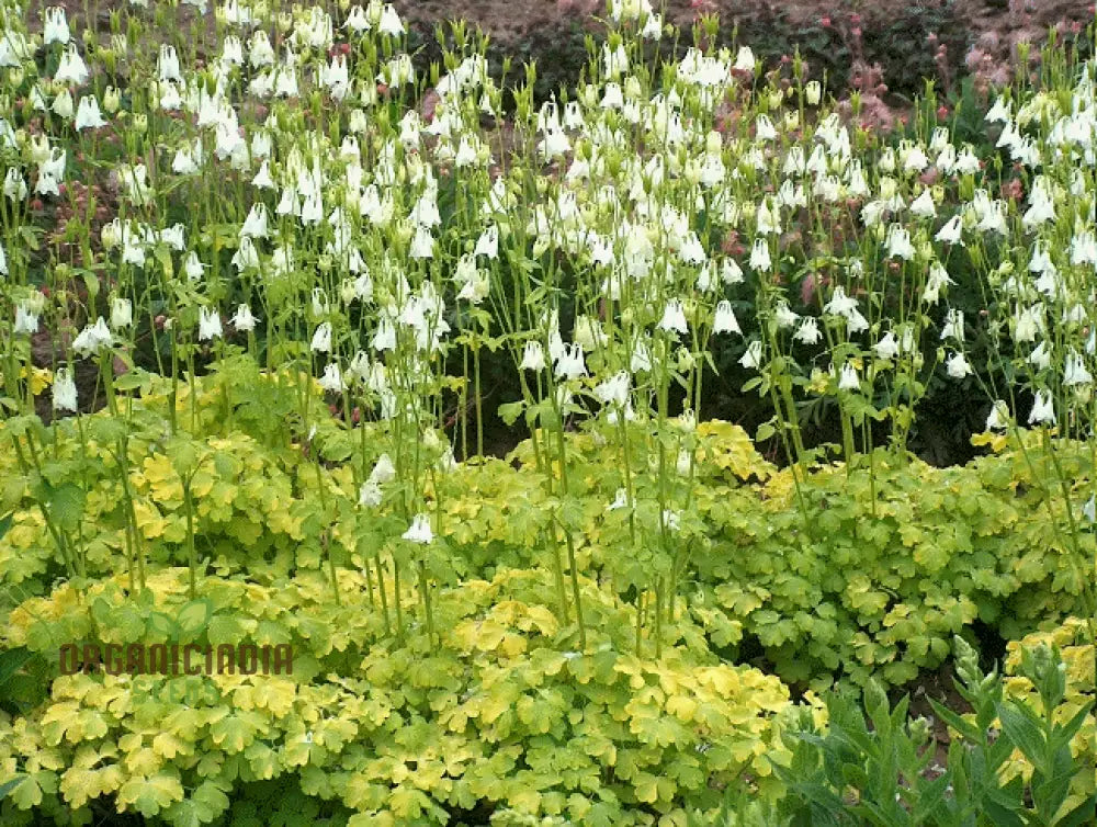 Aquilegia Vulgaris ’Mellow Yellow Shades’ Seeds - Gardening Delight Easy To Grow Perennial Flowers