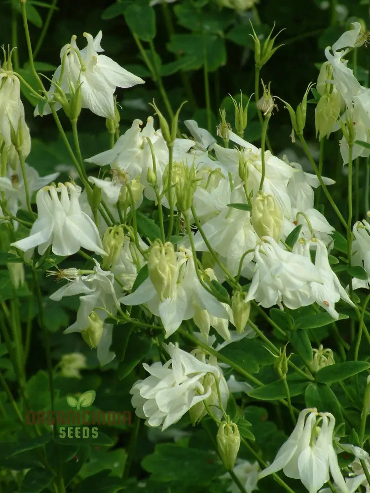 Aquilegia Vulgaris ’Mellow Yellow Shades’ Seeds - Gardening Delight Easy To Grow Perennial Flowers