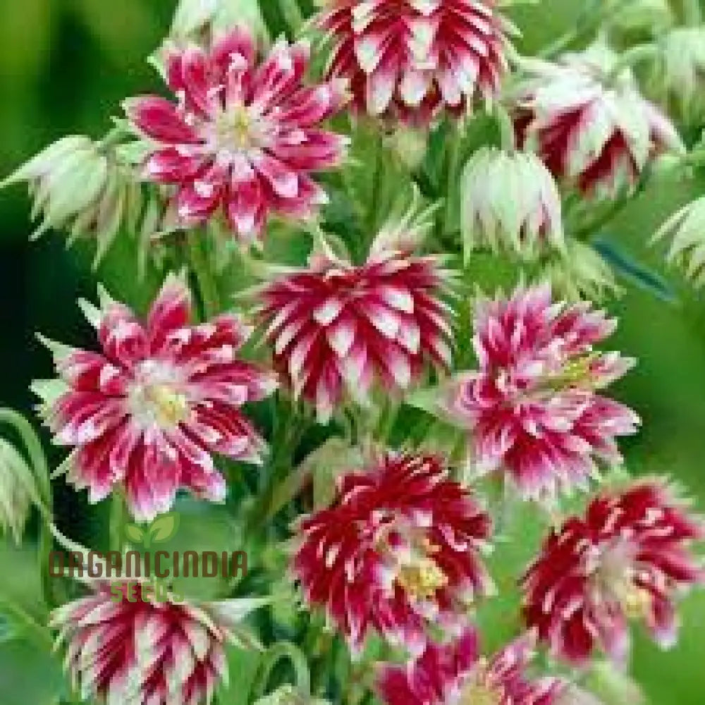 Aquilegia Vulgaris ’Nora Barlow’ Seeds - Gardening Rare Perennial Flower Easy To Grow