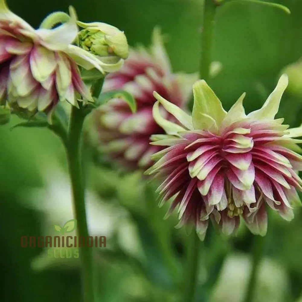 Aquilegia Vulgaris ’Nora Barlow’ Seeds - Gardening Rare Perennial Flower Easy To Grow