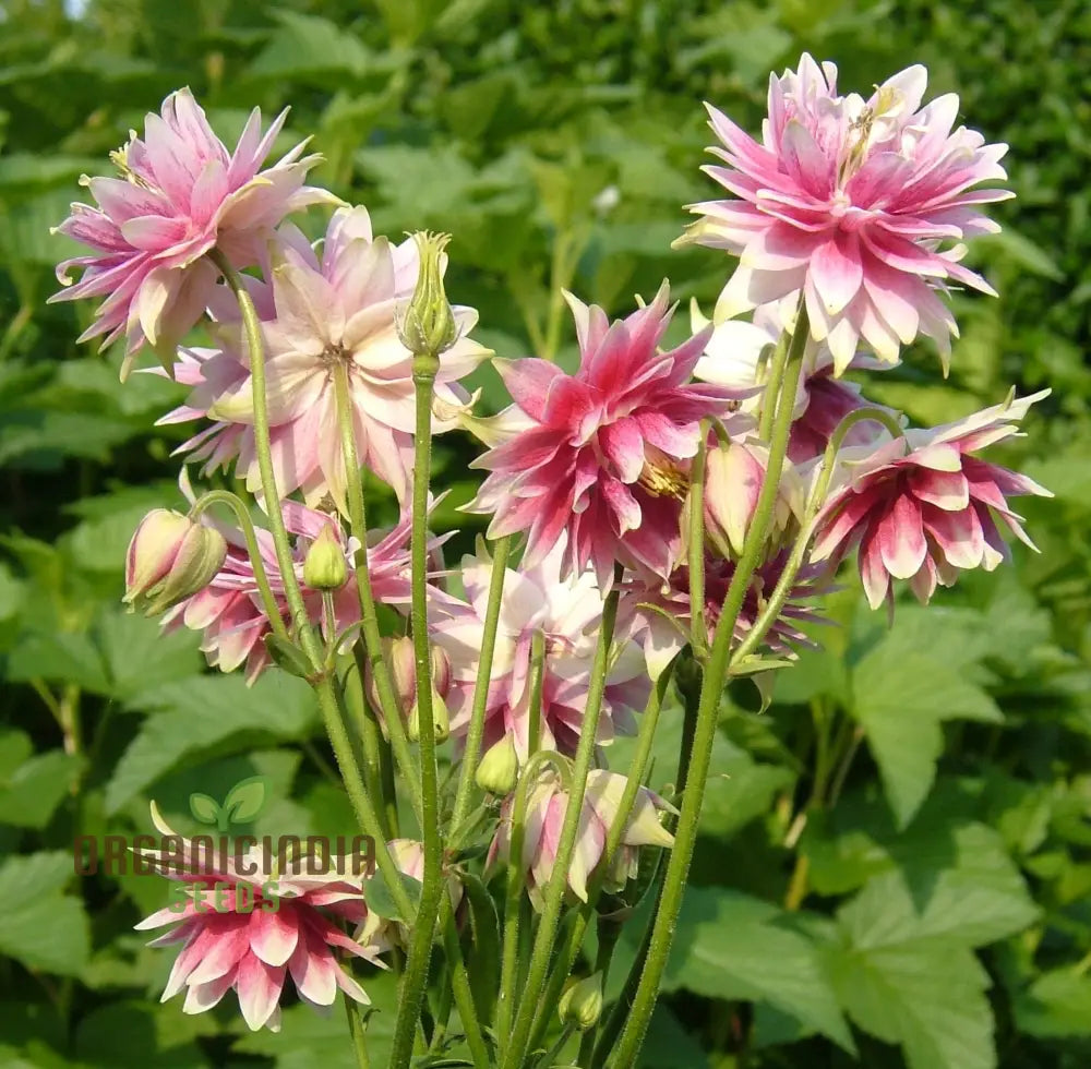 Aquilegia Vulgaris ’Nora Barlow’ Seeds - Gardening Rare Perennial Flower Easy To Grow