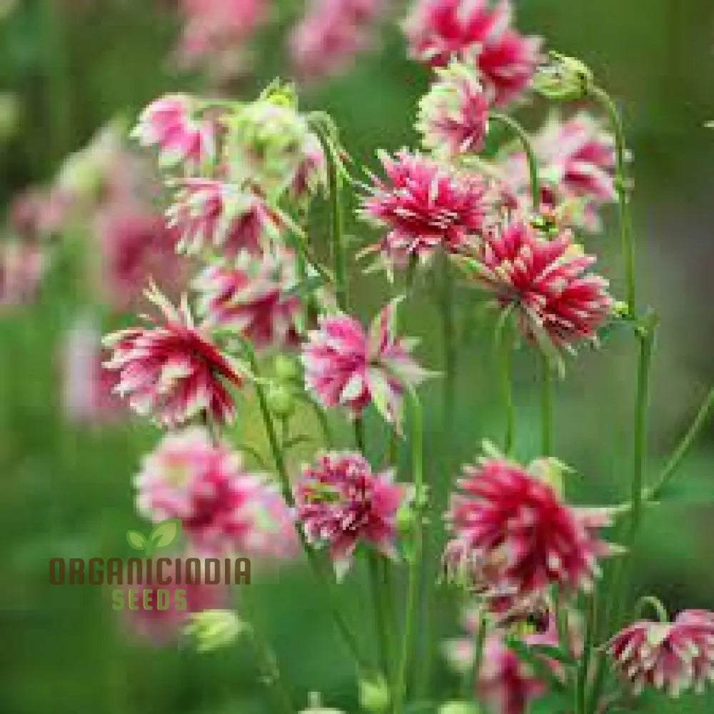 Aquilegia Vulgaris ’Nora Barlow’ Seeds - Gardening Rare Perennial Flower Easy To Grow