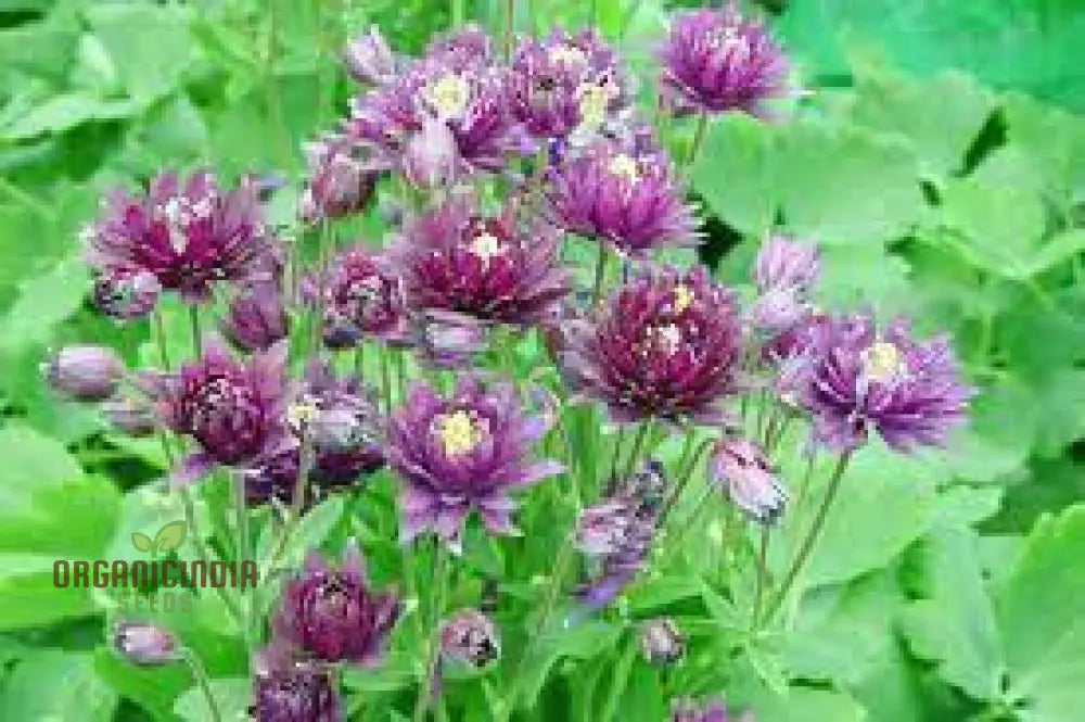 Aquilegia Vulgaris ’Royal Purple’ Seeds - Gardening Perennials For Beautiful Spring Blooms