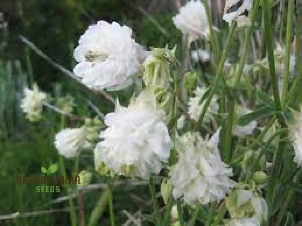 Aquilegia Vulgaris ’Snowballs’ Seeds - Premium Gardening Perennials For Beautiful White Flowers