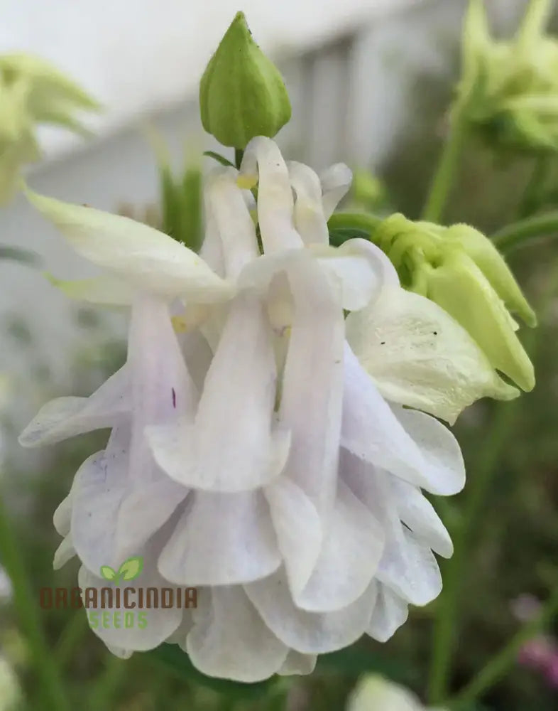 Aquilegia Vulgaris ’Snowballs’ Seeds - Premium Gardening Perennials For Beautiful White Flowers