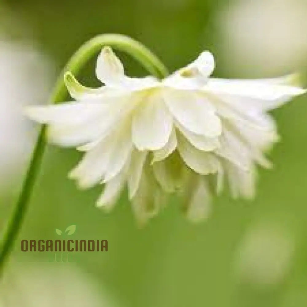 Aquilegia Vulgaris ’Snowballs’ Seeds - Premium Gardening Perennials For Beautiful White Flowers