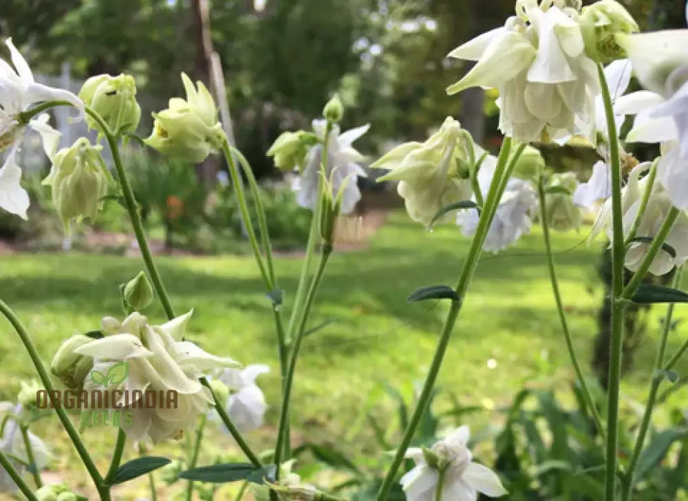 Aquilegia Vulgaris ’Snowballs’ Seeds - Premium Gardening Perennials For Beautiful White Flowers