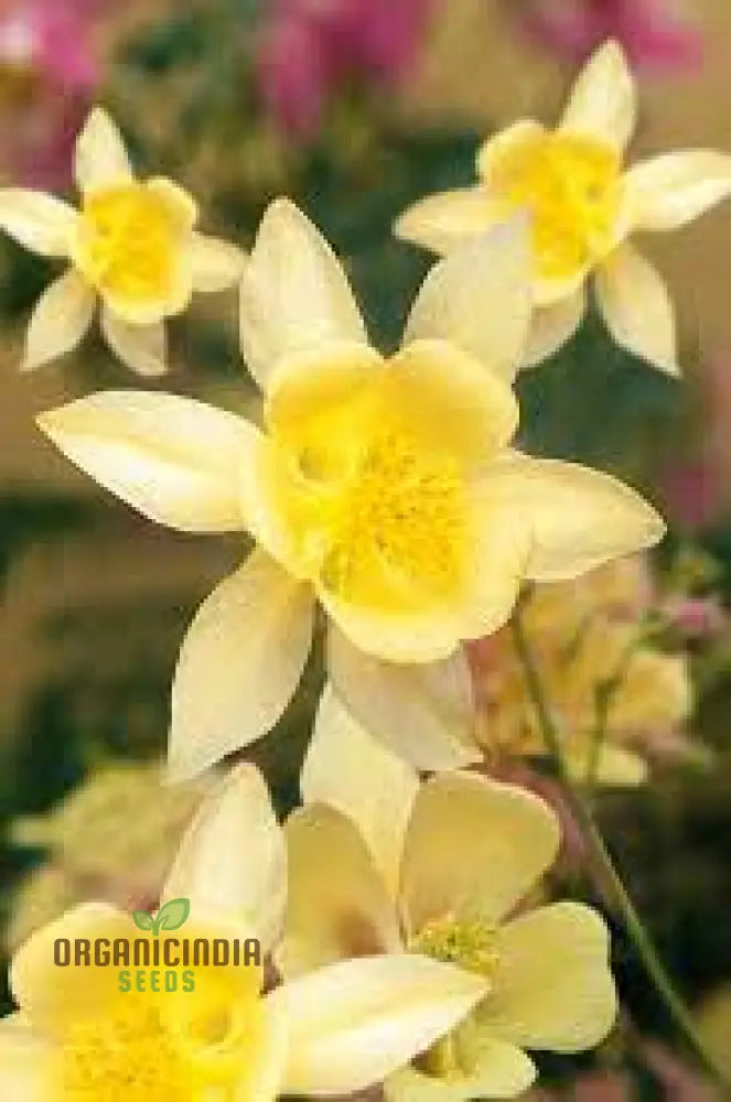 Aquilegia Vulgaris ’Sunbeams’ Seeds - Premium Gardening Beautiful Perennial Flowers For Your Garden