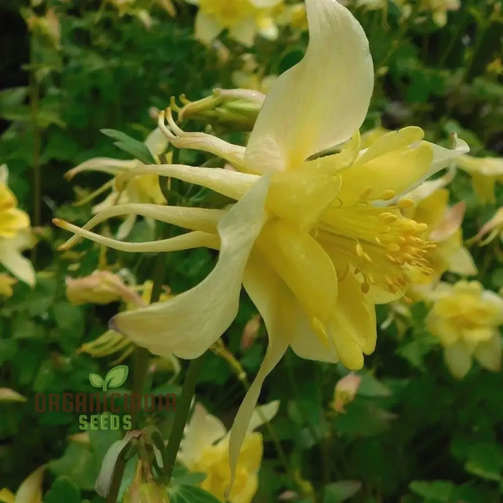 Aquilegia Vulgaris ’Sunbeams’ Seeds - Premium Gardening Beautiful Perennial Flowers For Your Garden