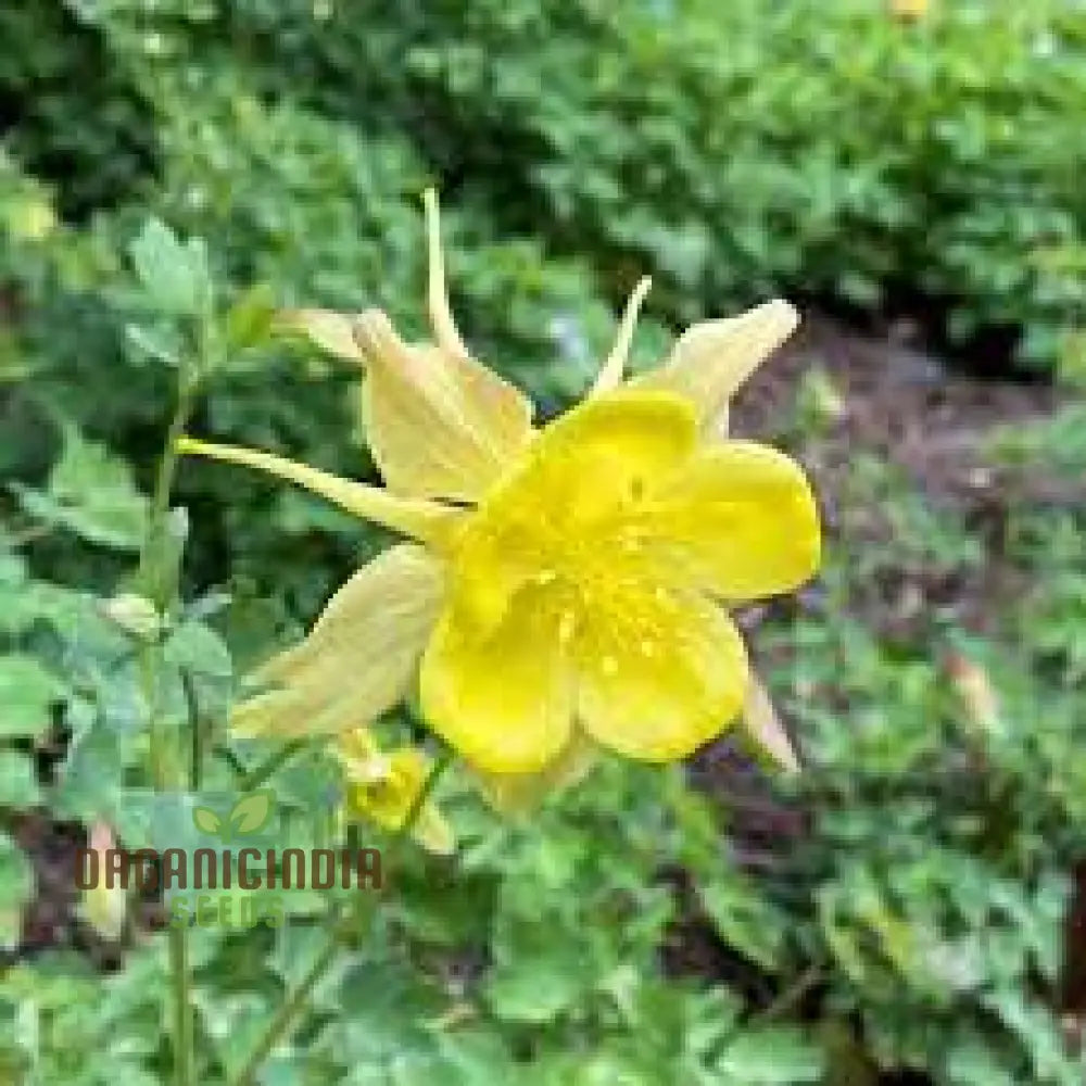 Aquilegia Vulgaris ’Sunbeams’ Seeds - Premium Gardening Beautiful Perennial Flowers For Your Garden