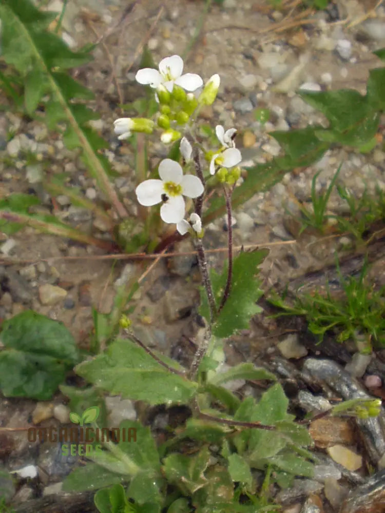 Arabis Alpina Seeds - Alpine Rock Cress Perennial Flower For Gardening And Landscaping