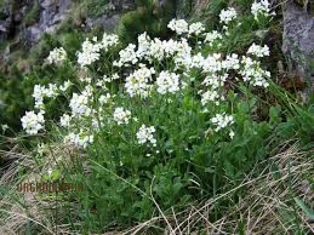 Arabis Alpina Seeds - Alpine Rock Cress Perennial Flower For Gardening And Landscaping