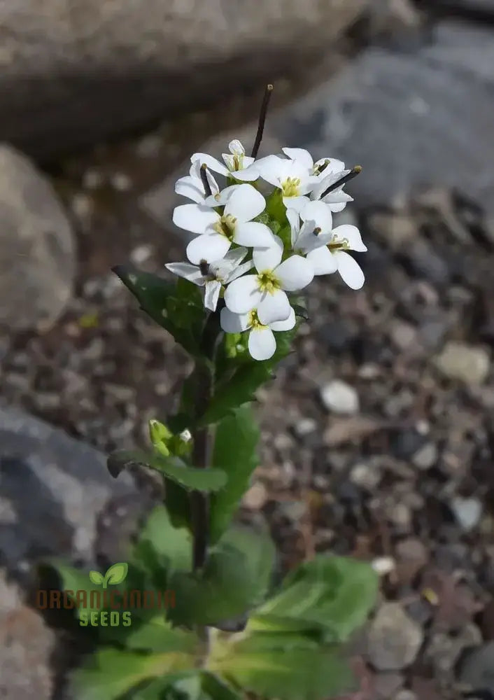 Arabis Alpina Seeds - Alpine Rock Cress Perennial Flower For Gardening And Landscaping