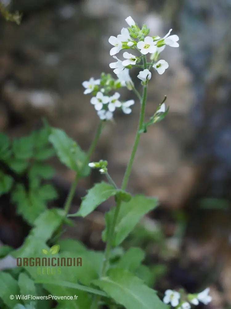 Arabis Alpina Seeds - Alpine Rock Cress Perennial Flower For Gardening And Landscaping