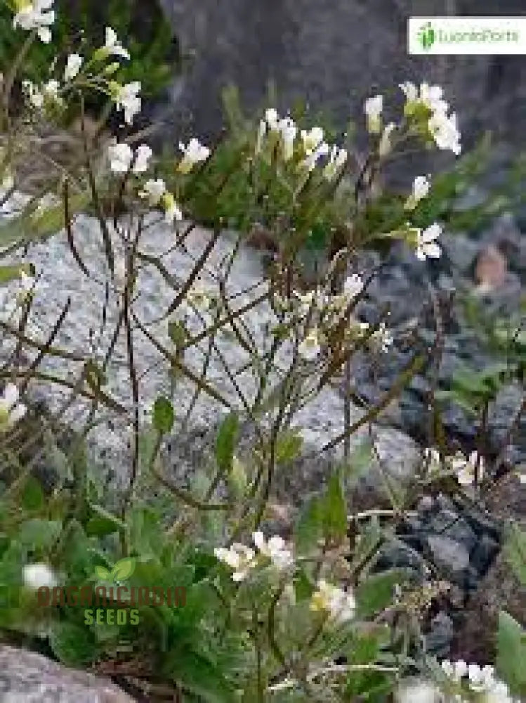 Arabis Alpina Seeds - Alpine Rock Cress Perennial Flower For Gardening And Landscaping