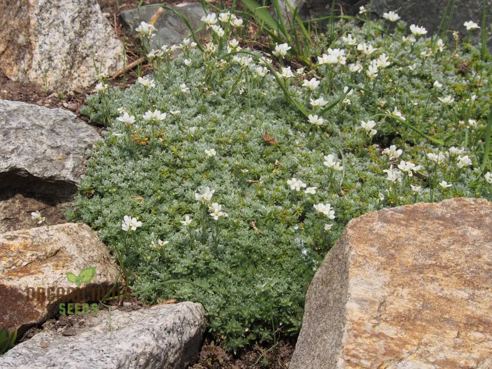 Arabis Androsacea Seeds - Gardening Perennials For Beautiful Ground Cover Buy Online