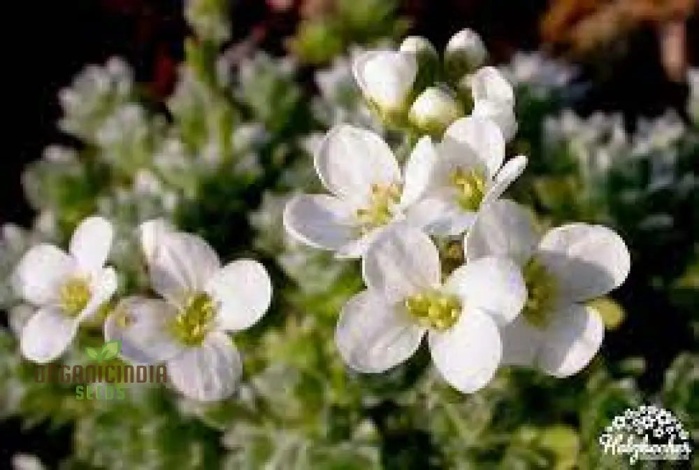 Arabis Androsacea Seeds - Gardening Perennials For Beautiful Ground Cover Buy Online