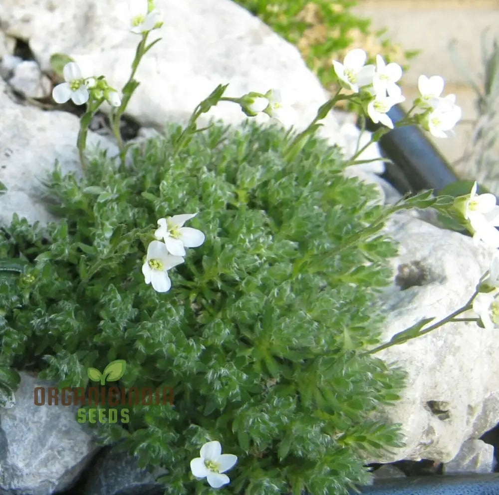 Arabis Androsacea Seeds - Gardening Perennials For Beautiful Ground Cover Buy Online