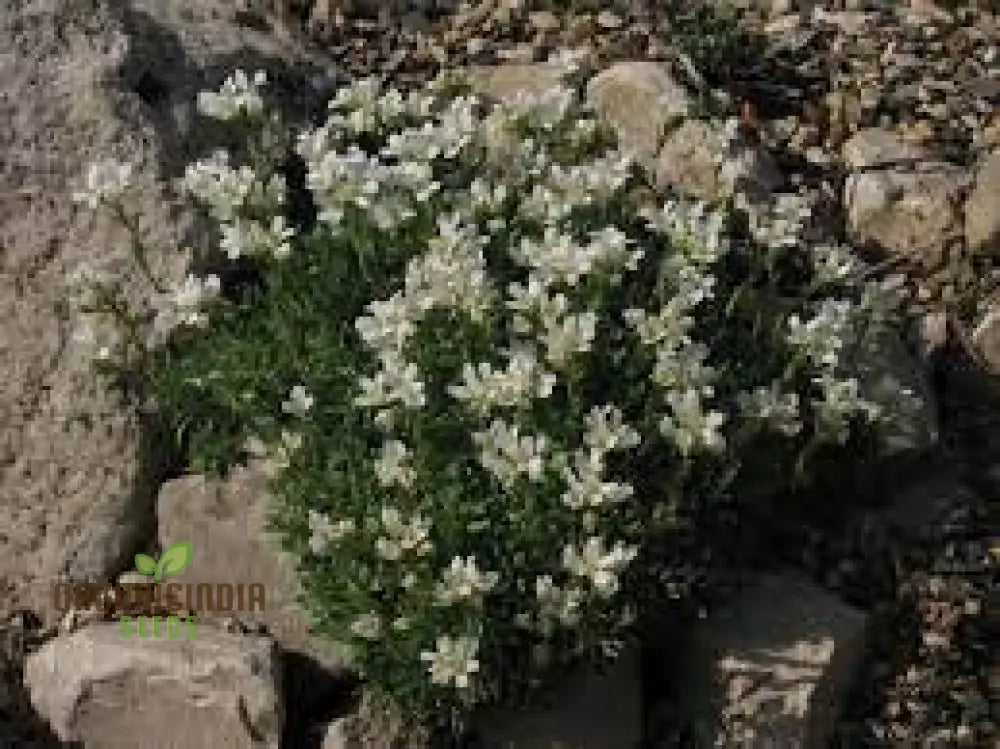 Arabis Androsacea Seeds - Gardening Perennials For Beautiful Ground Cover Buy Online