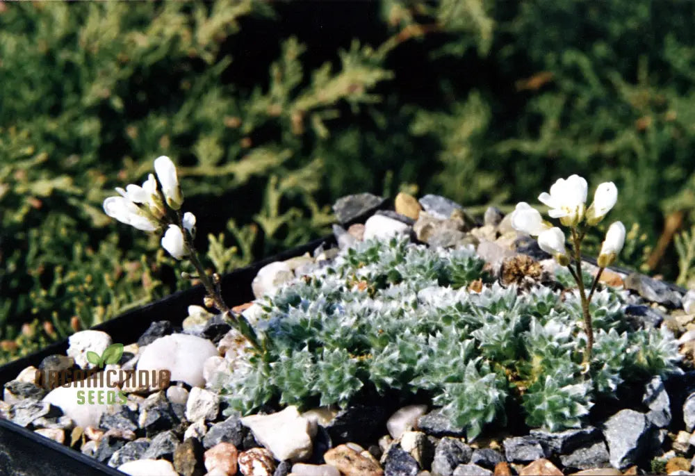 Arabis Androsacea Seeds - Gardening Perennials For Beautiful Ground Cover Buy Online