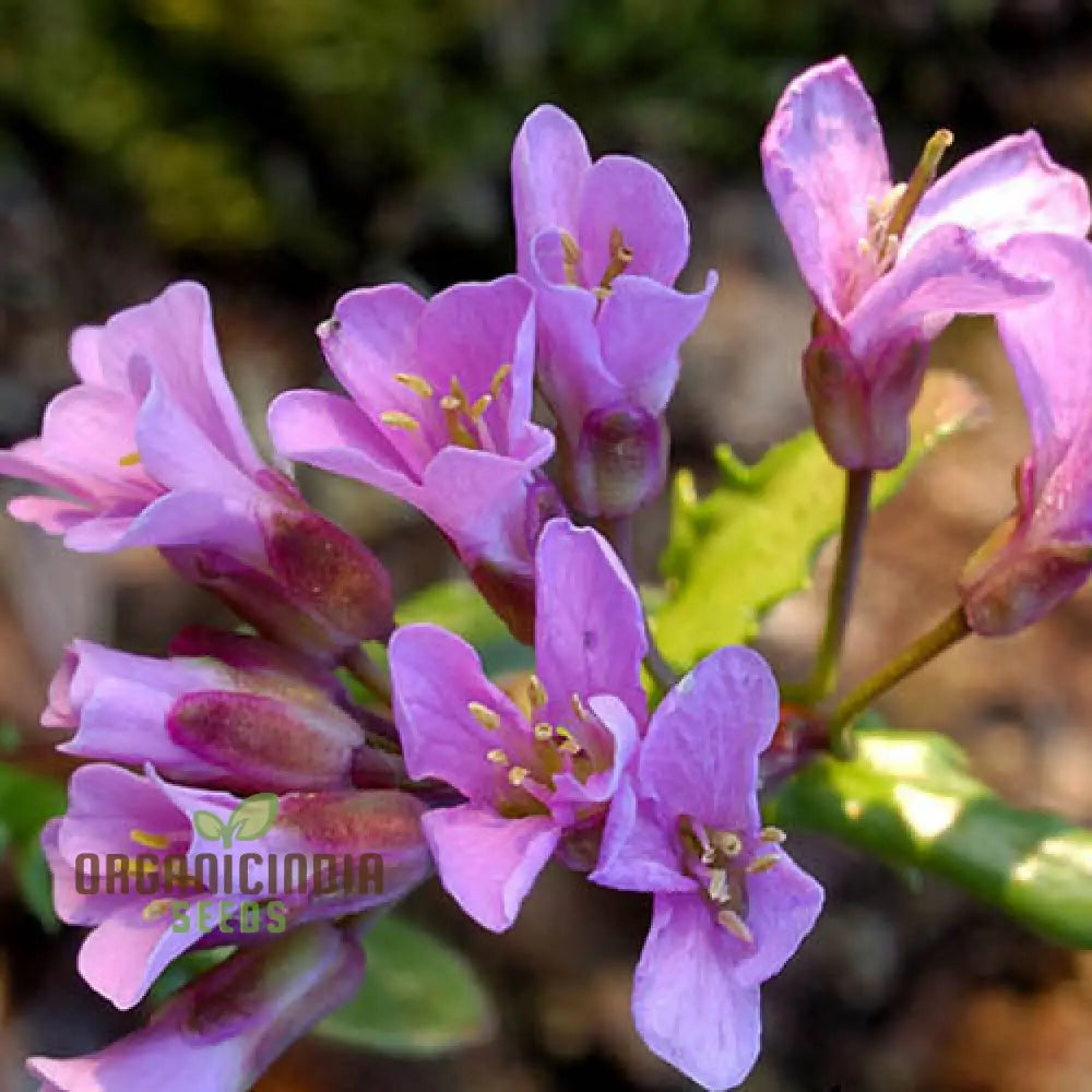 Arabis Collina Rosea Seeds For Planting: The Perfect Perennial Groundcover For Vibrant Spring